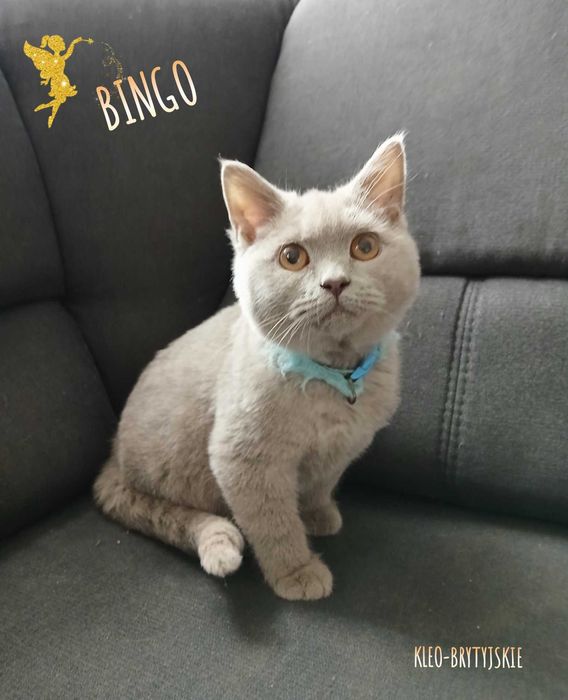 Kocur Brytyjski krótkowłosy liliowy z RODOWODEM Bingo