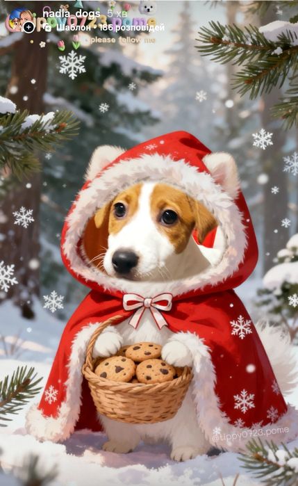 Дівчинка Джек Рассел тер'єр ККУ