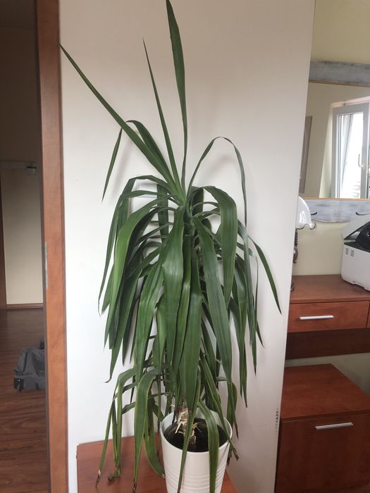 Juka (yucca) domowa duża