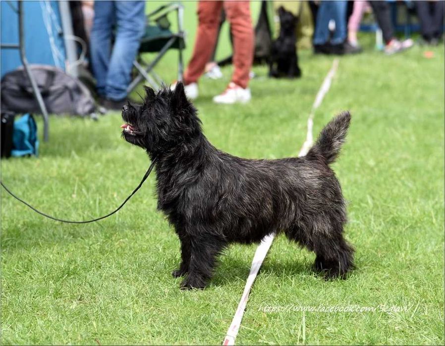 Cairn Terrier - rodowodowy (ZKwP/FCI) piesek po szwedzkim MULTICH