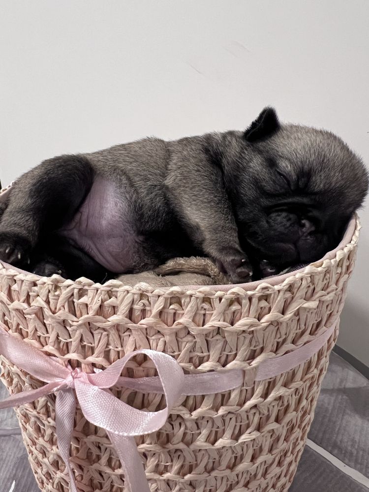 Mops Layla suczka rodowod FCI ZKwP