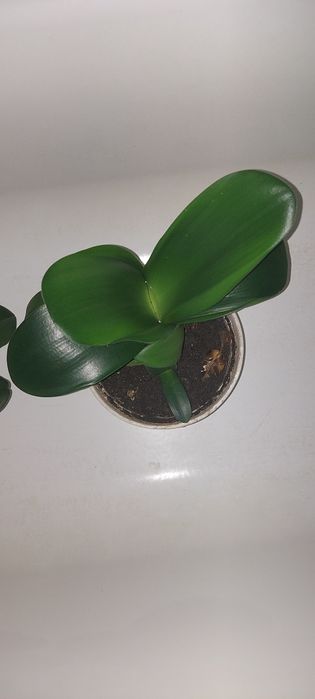 Гемантус або оленячий язик