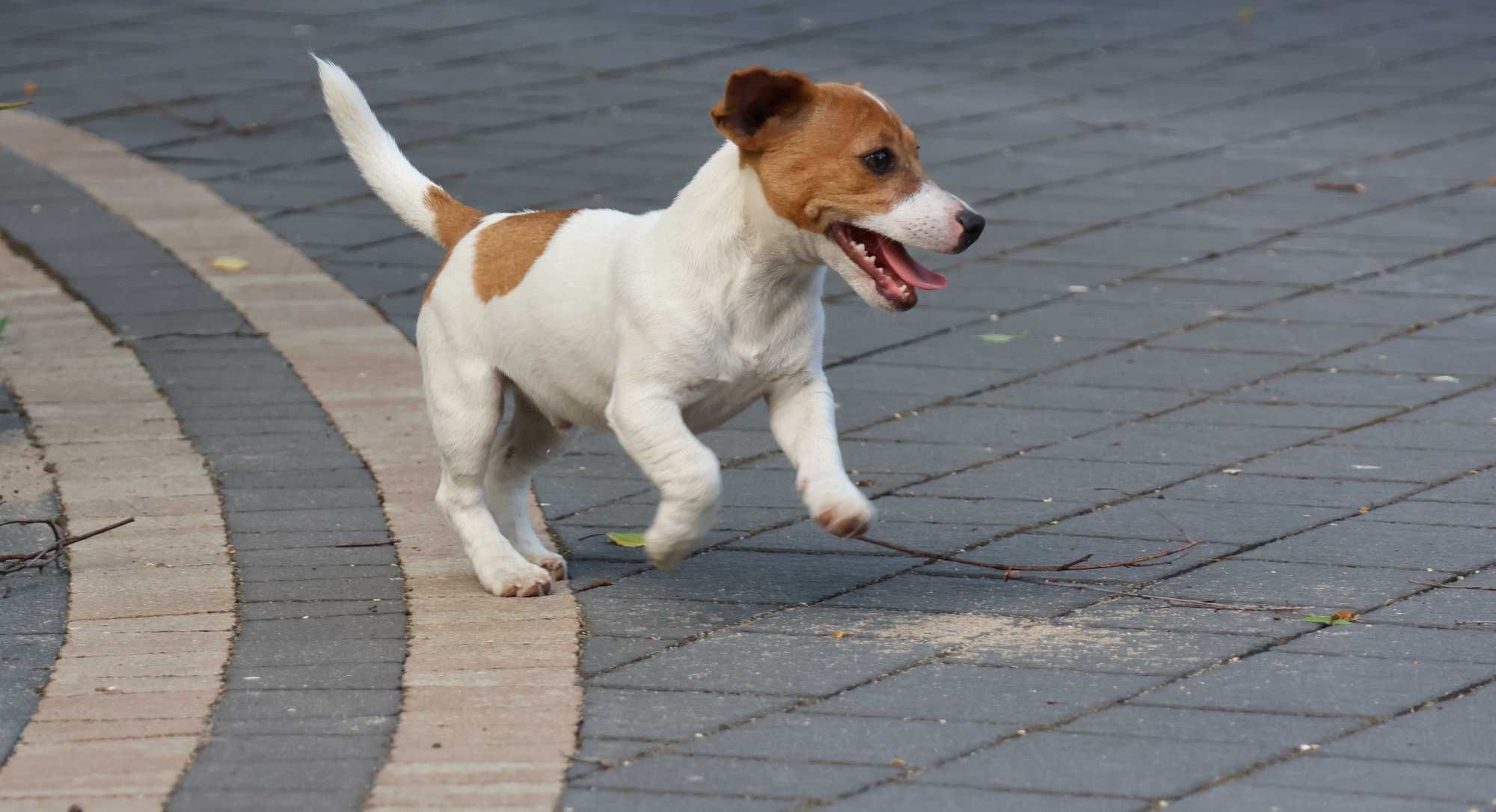 4,5 miesięczny piesek Jack Russell Terrier ZKwP FCI
