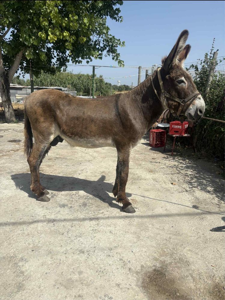 Burro pardo manso