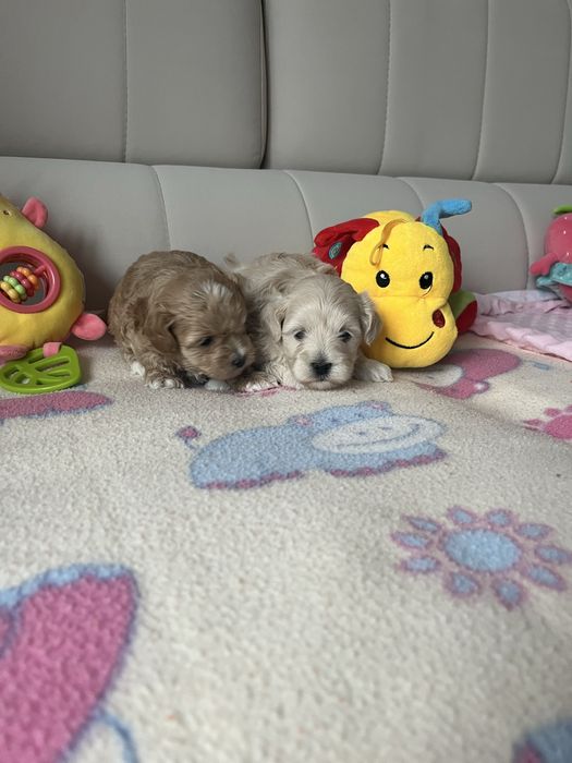 Maltipoo pudel toy&maltanczyk