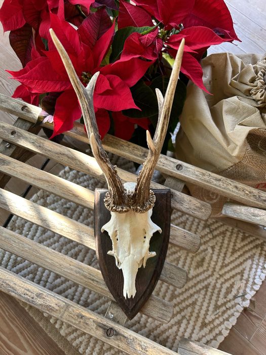 Trofeum myśliwskie/łowieckie jeleń/kozioł z opisem
