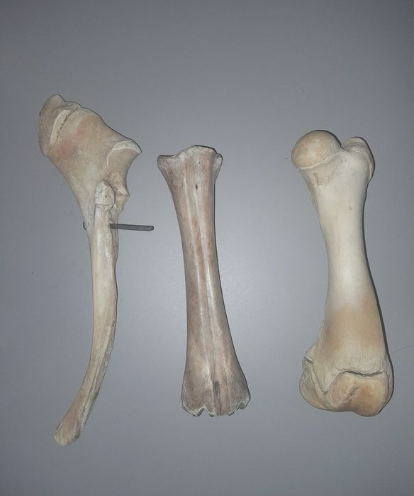 Zestaw kości do nauki anatomi zwierząt.