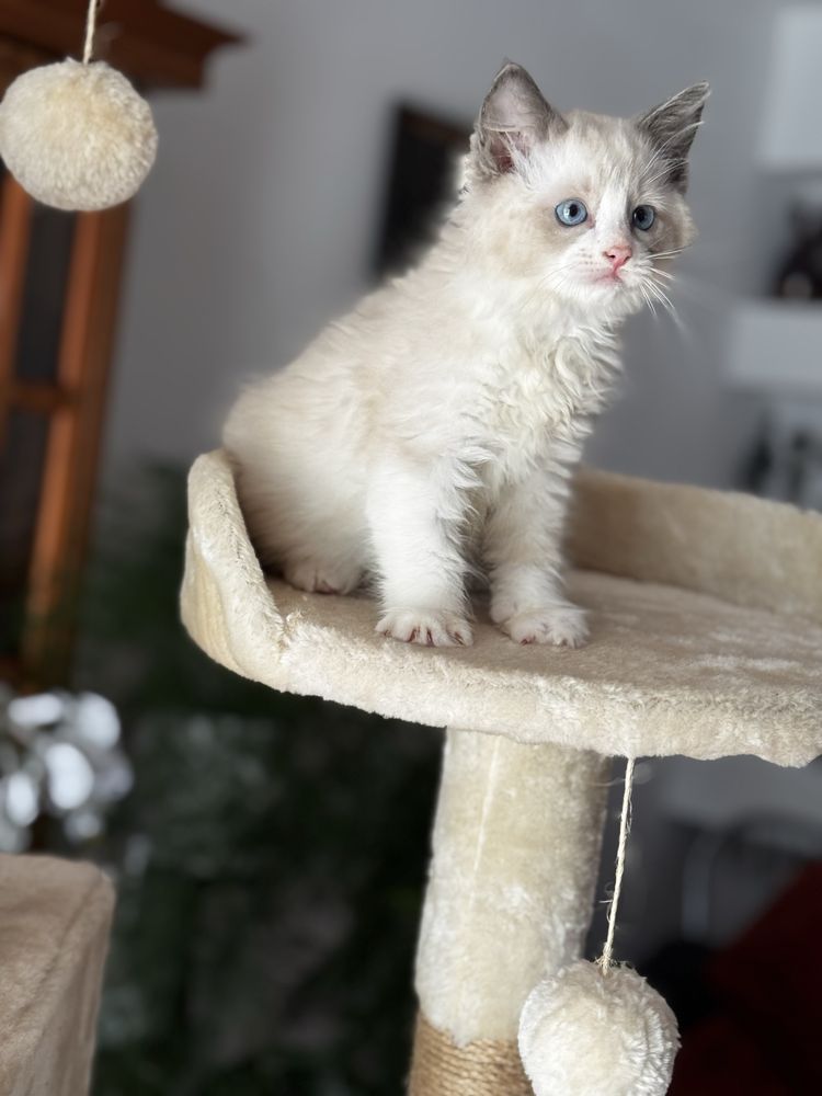 Kotka Ragdoll bicolor