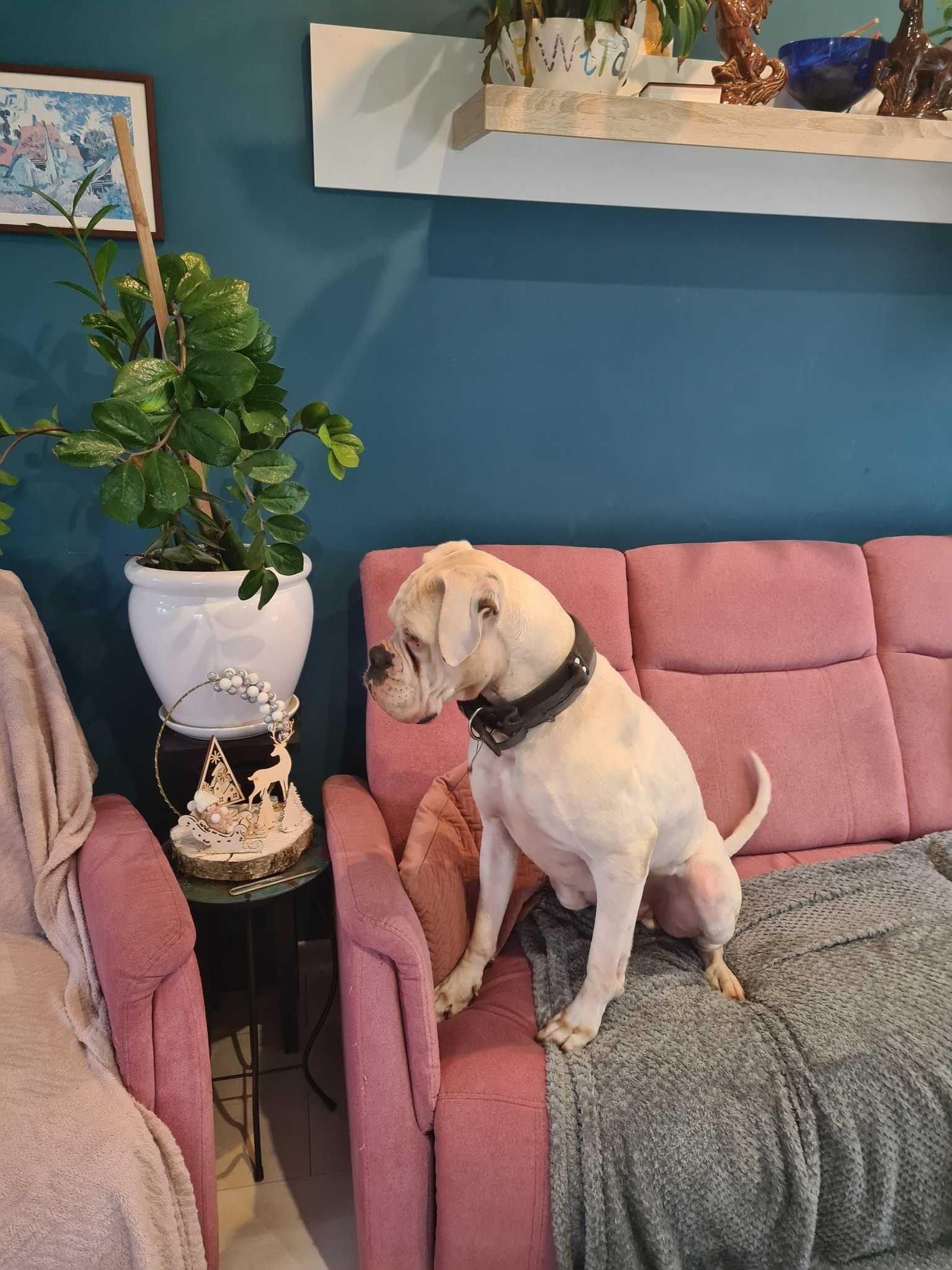 Charlie ok 4 let.pies w typ.boksera kochający ludzi  czeka na adopcję