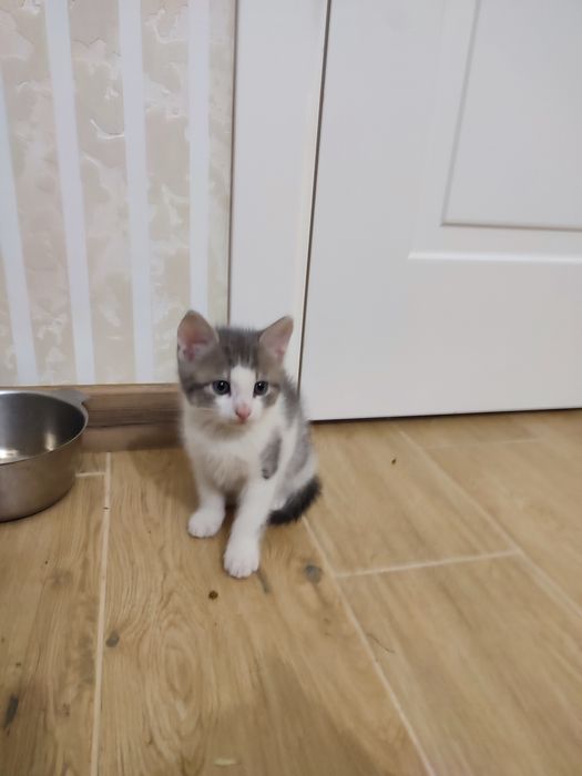 Котенята шукають люблячі родини