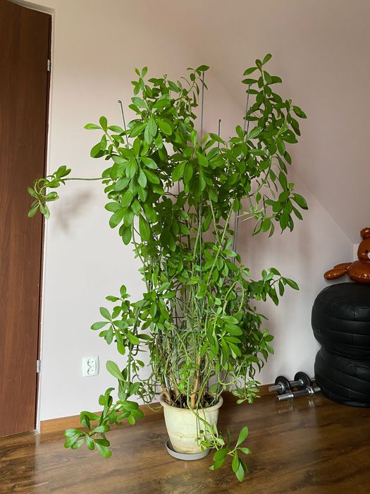 Roślina doniczkowa Wilczomlecz