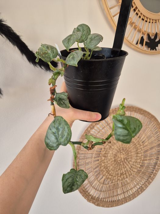 Dwie rośliny philodendrony