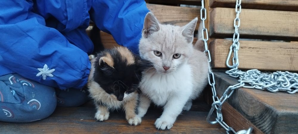 Віддам у хороші руки