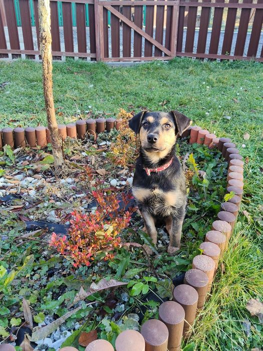 Pola  szczeniaka szuka domu