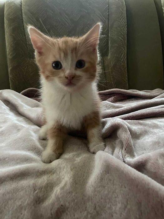 Рудий котик 1.5 місяці
