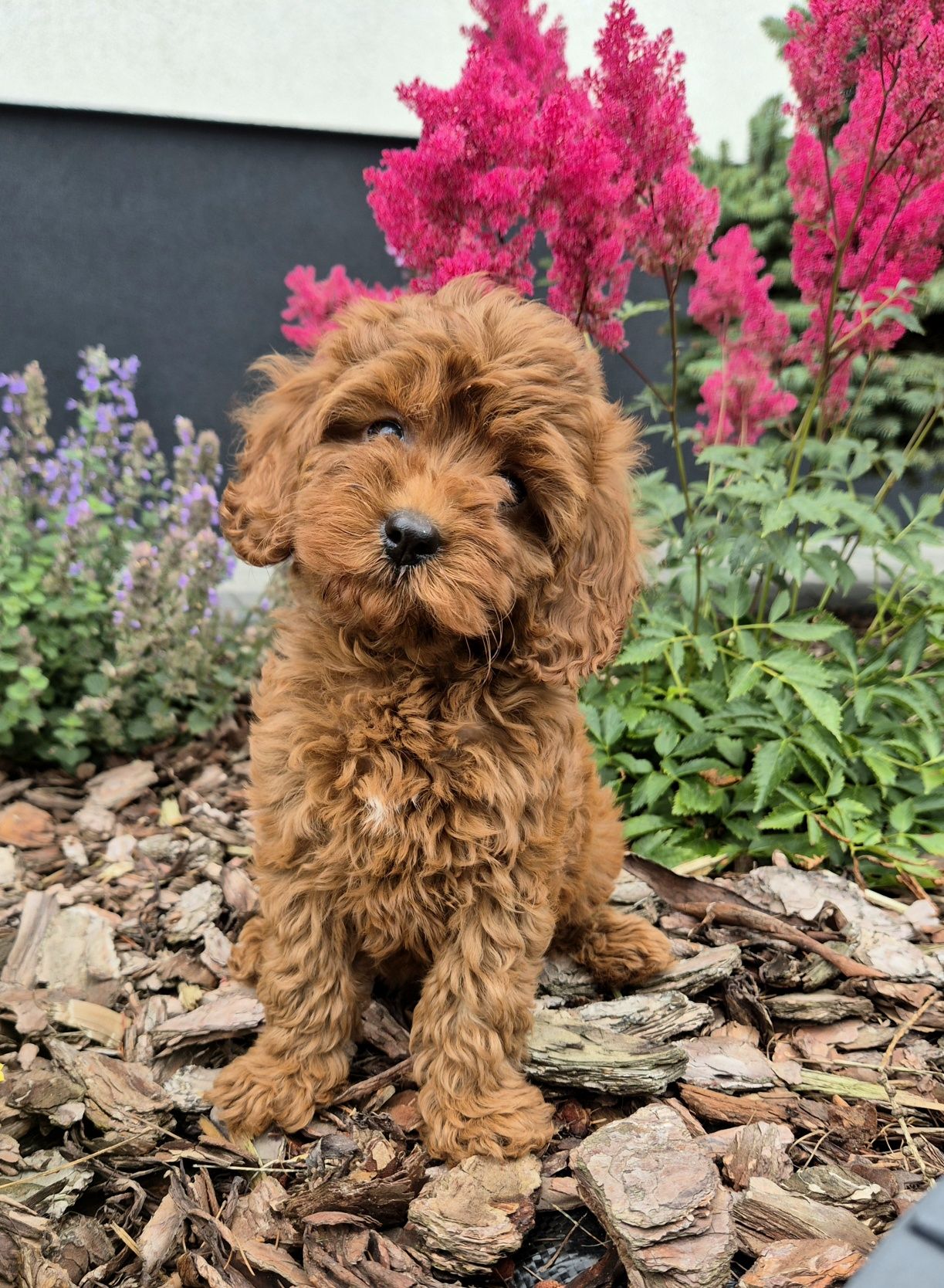 Cavapoo F1B  SUNIA