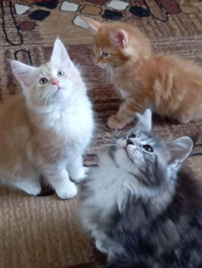 Мейн Кун обалденные котята