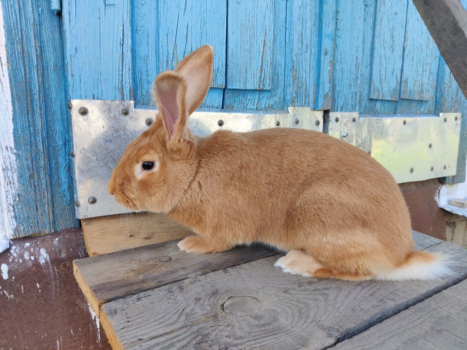 Кролики.    кролі