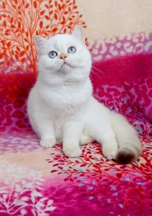 Сама нежность девочка шиншиллка