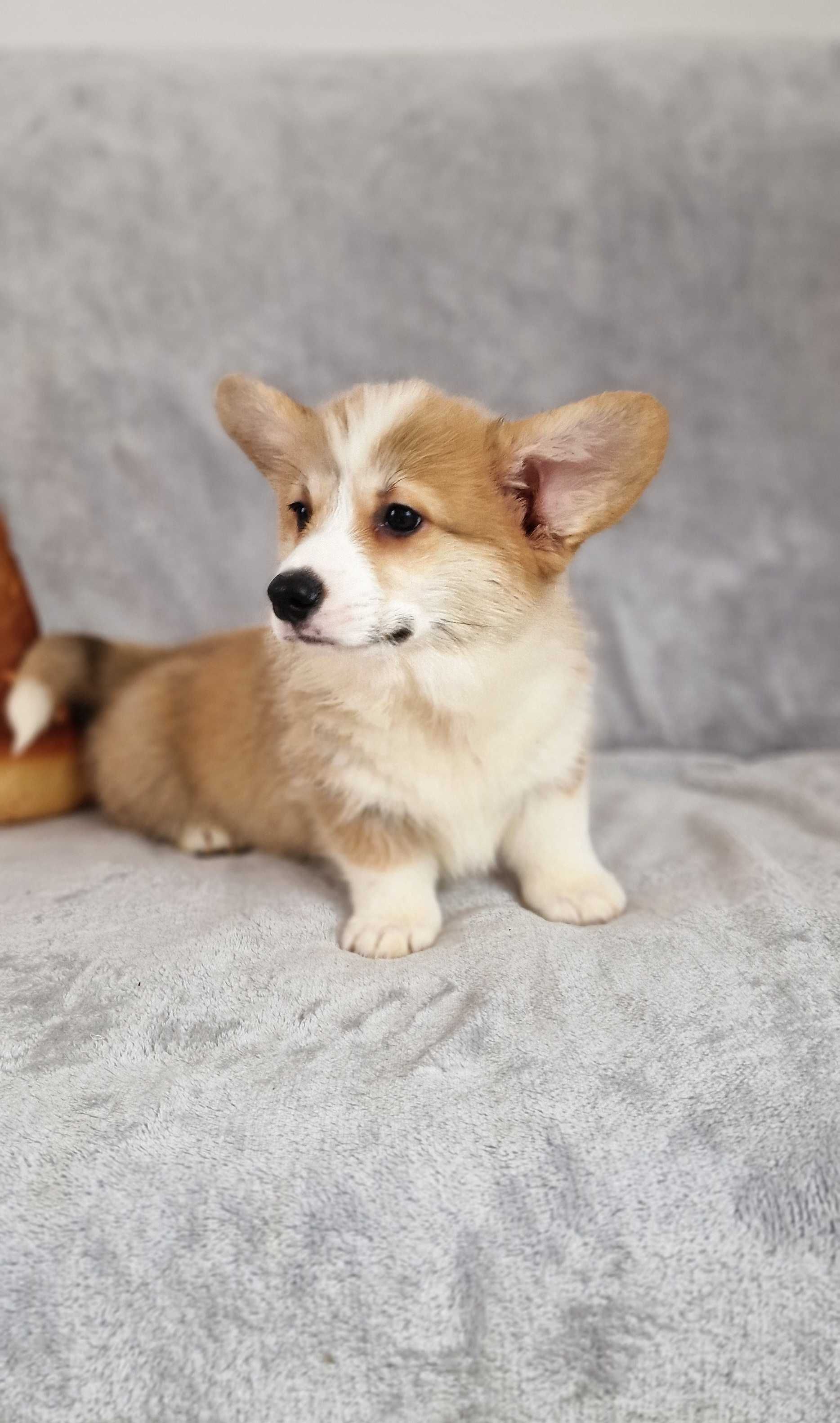 Welsh Corgi Pembroke