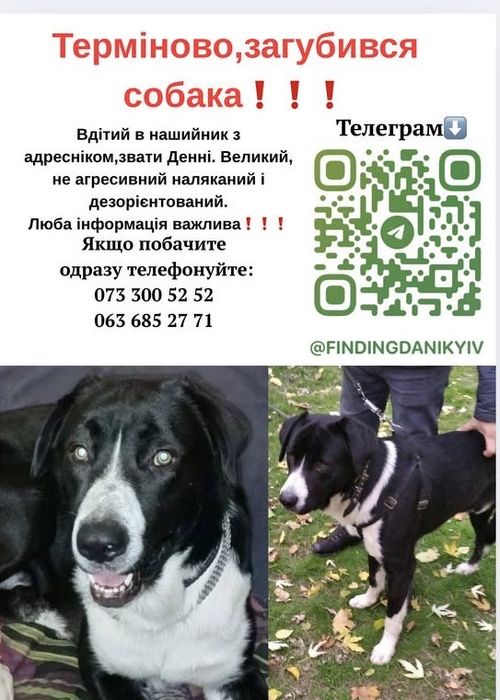 Розшук собаки, Київ і околиці