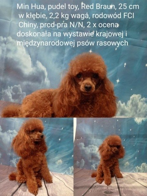 Pudel toy dziewczynka sunia