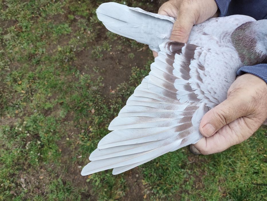 Gołąb Pocztowy Radwański Bricoux