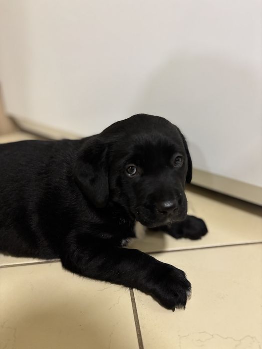 Песики лабрадор хлопчики