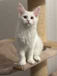 Kotka Maine Coon z prawami hodowlanymi