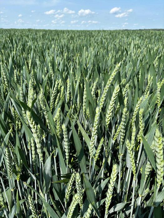 Pszenica ozima RGT Cayenne - idealna po soi i kukurydzy , Essa, Debian