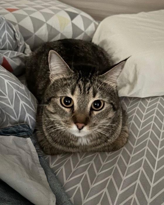 Перетримка котів