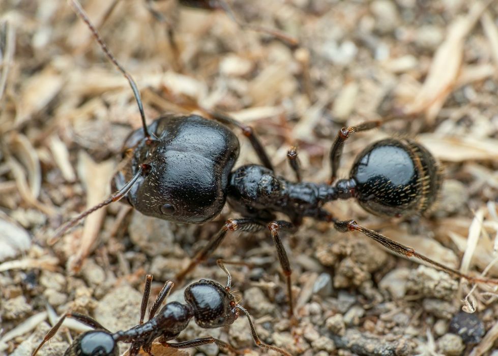 Колонії 2025 Messor Capitatus Солдати / фермы / муравьи / мессор /форм