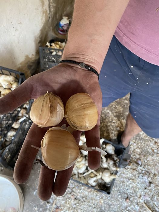 Продам часник Рокамболь по 200грн за 1кг,в наявності 5 кг