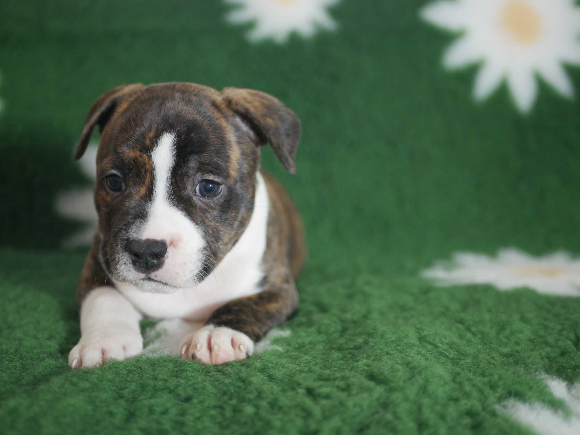 Staffordshire Bull Terrier - Staffik - piesek FCI