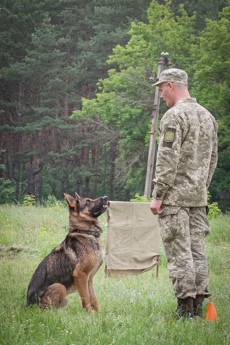 Ліцензований кінолог. Кропивницький