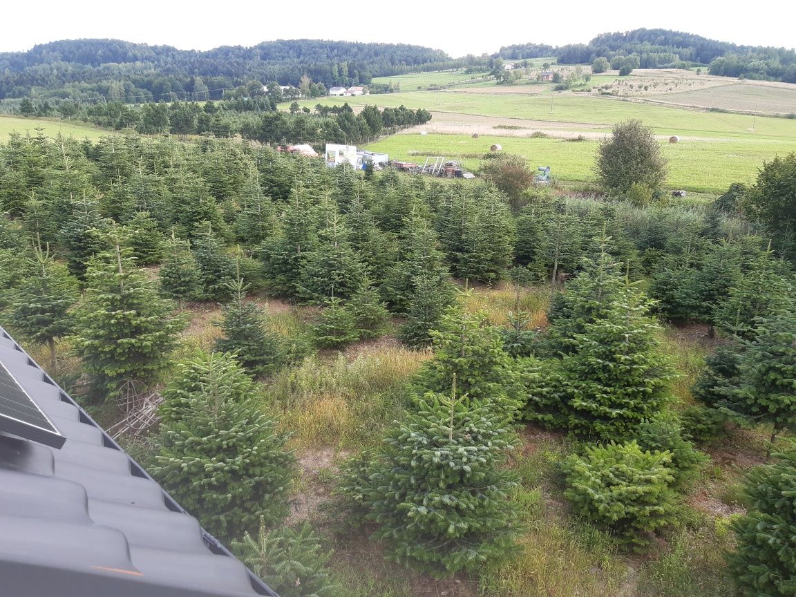 Stroisz jodłowy (jodły kaukaskiej). Gałęzie na wieńce,wianki,wiązanki.