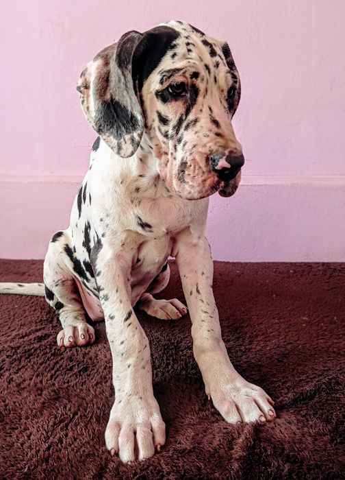 Dog niemiecki suczka arlekin szczenię