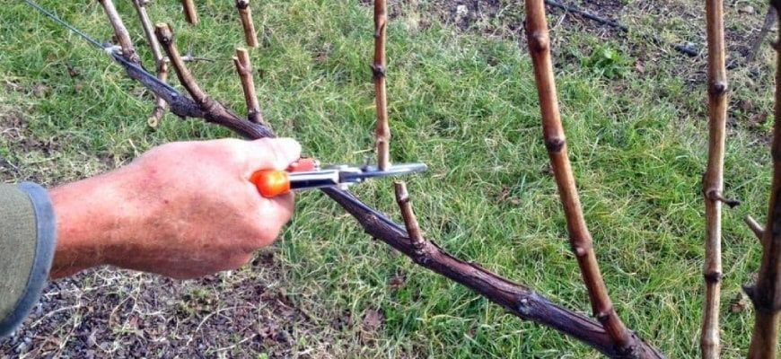 ОБРЕЗКА И ЧИСТКА,деревья, виноград, смородина,малина,озеленение  и т.д