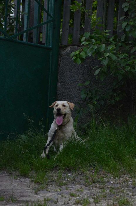 ладбрадор - ретривер