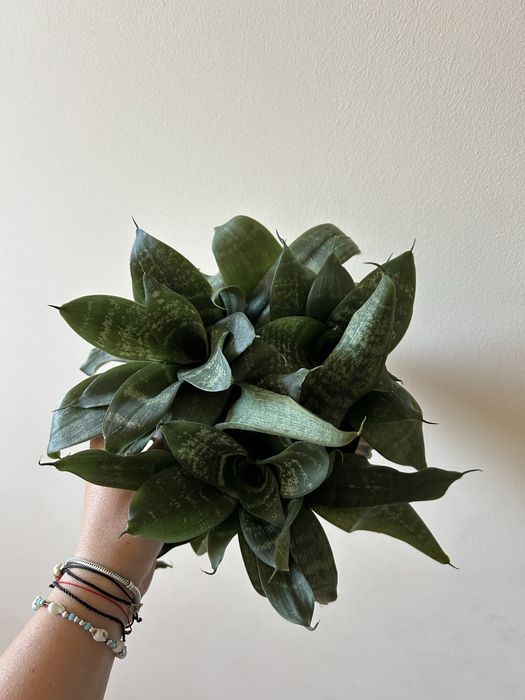 Sansewiera, mozliwosc kupna 1/2/3 sadzonek w doniczce