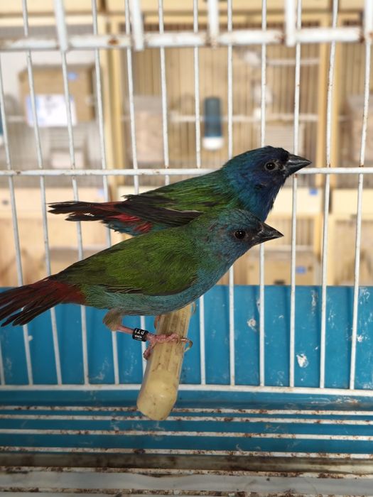 casal de Forbes
Cantanhede
macho 2024
fêmea