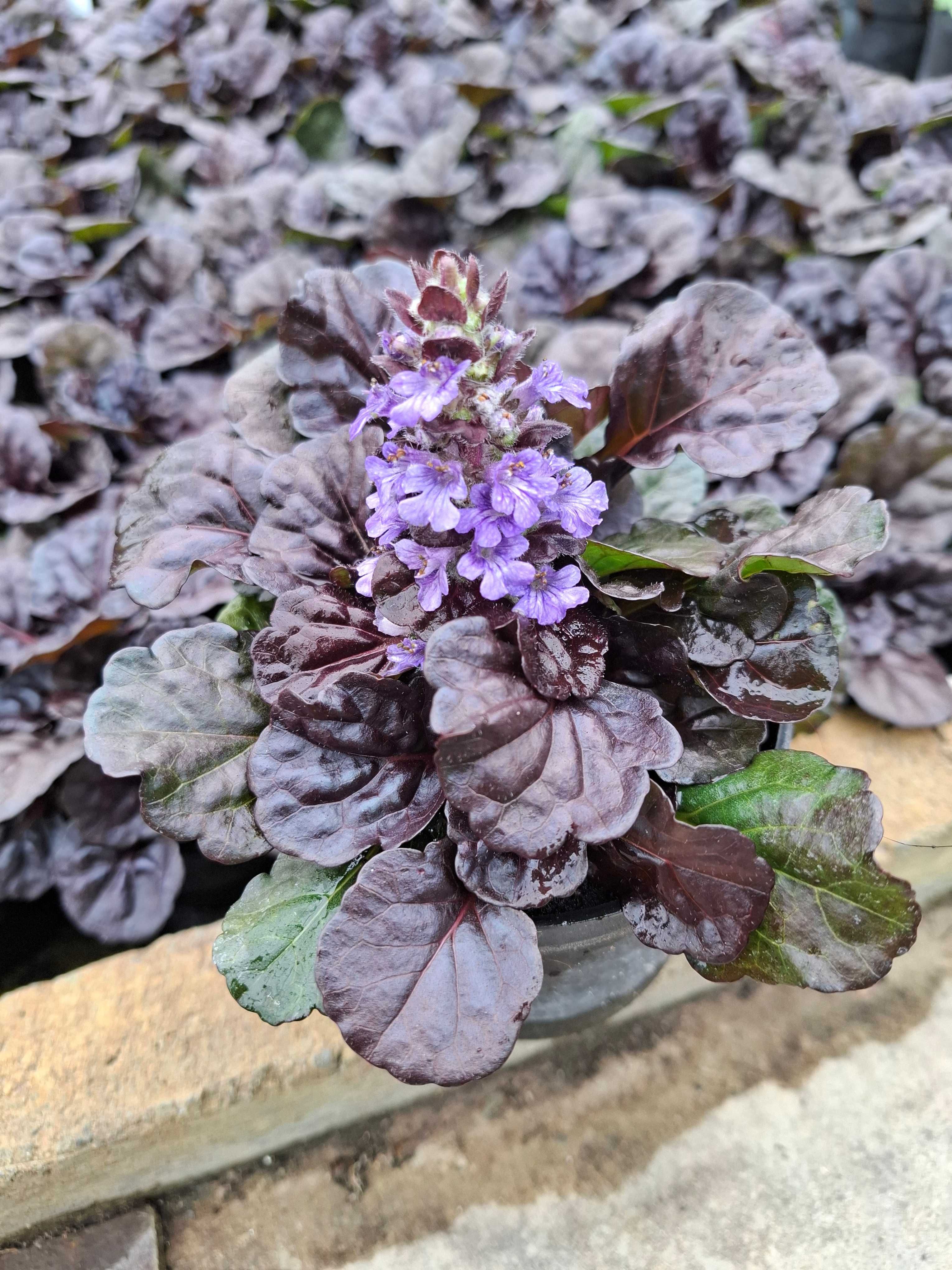 Dąbrówka rozłogowa 'Black Scallop', Ajuga reptans
