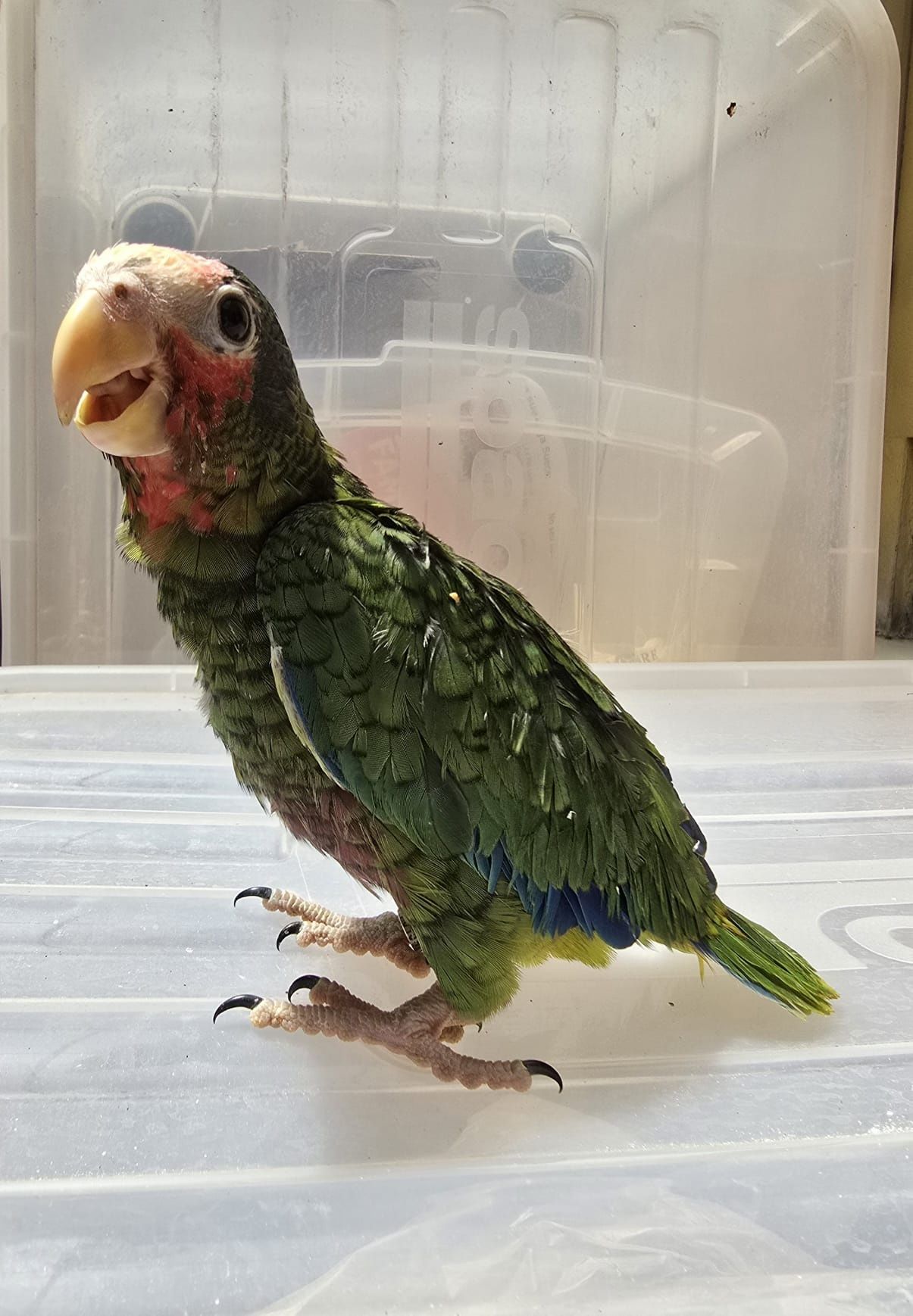 Amazona leucocephala (cubano)