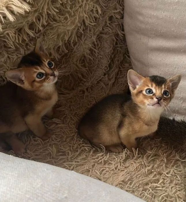 Абіссинське кошеня