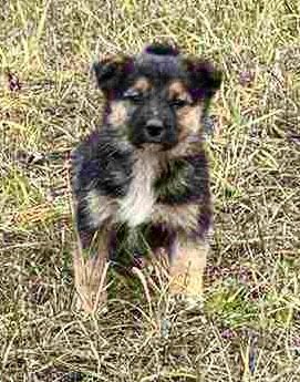 Мальчикам нужен дом!!!