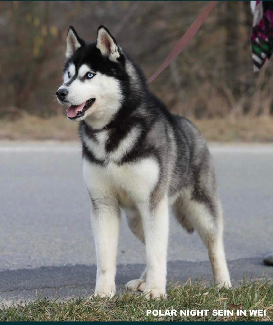 Niebieskooka piękność siberian husky ZKWP FCI