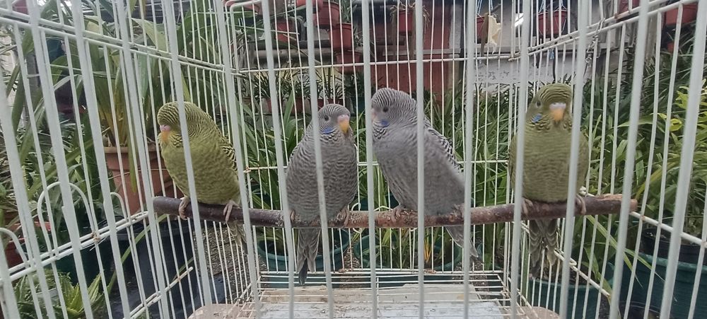 Periquitos black face