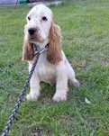 Cocker spaniel angielski orange-roan