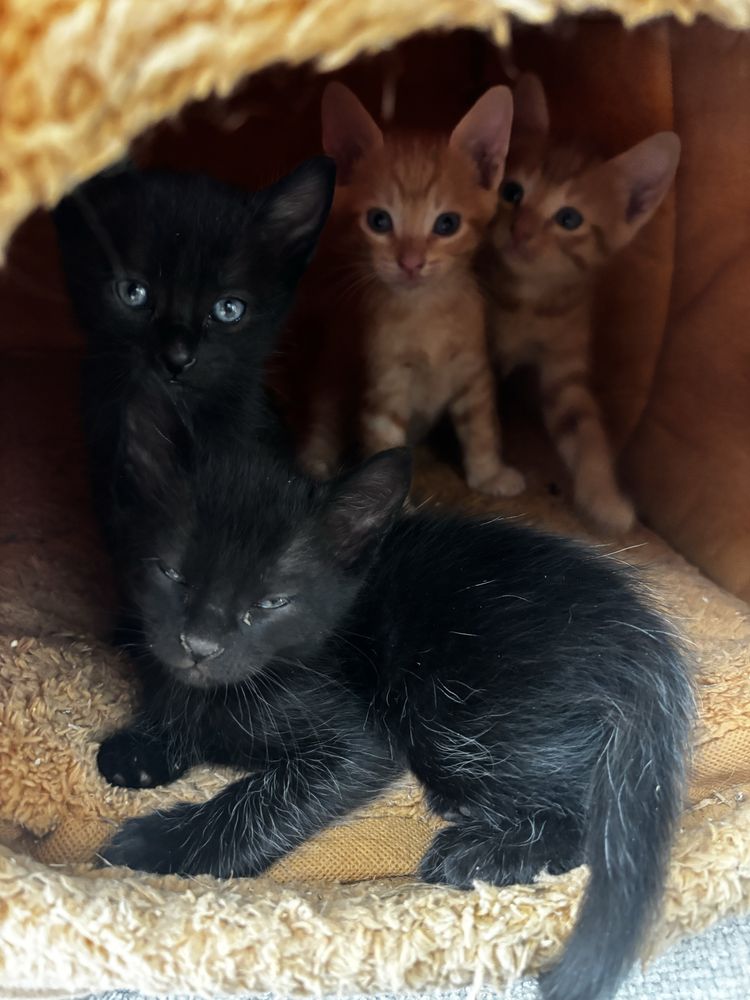 Gatinhos pretos para dar