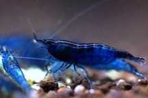 Krewetki blue velvet